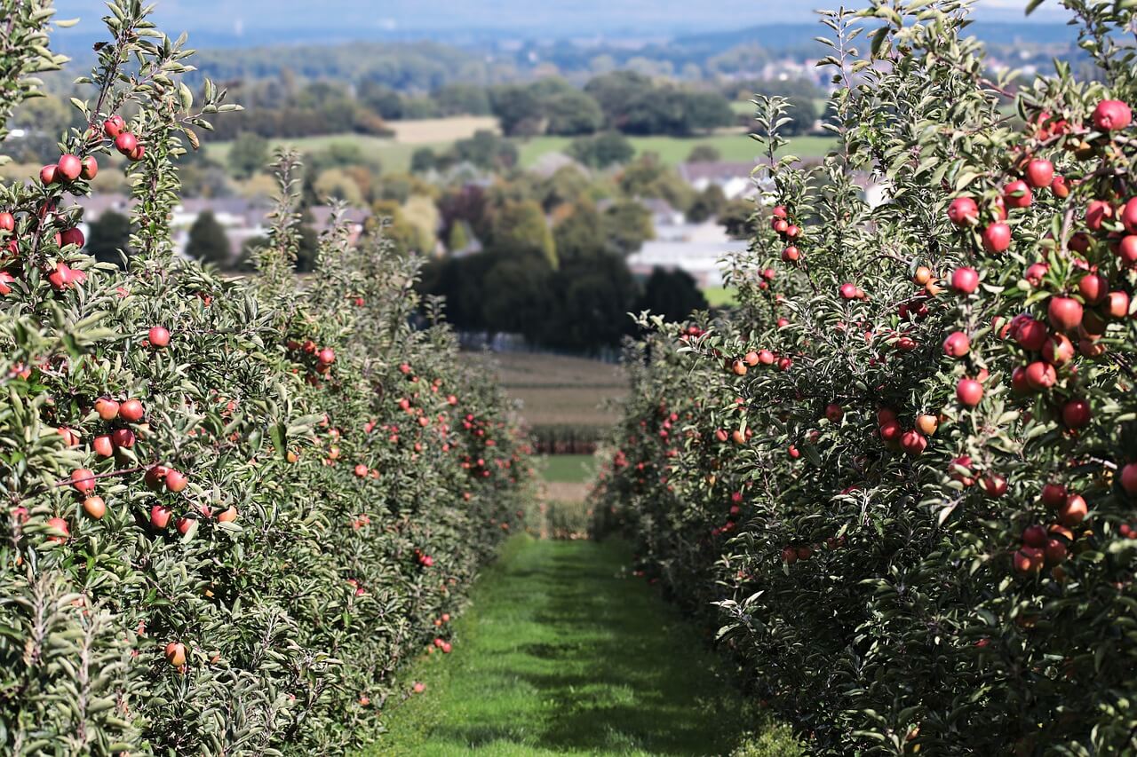 Apfelweinregionen in Deutschland und weltweit